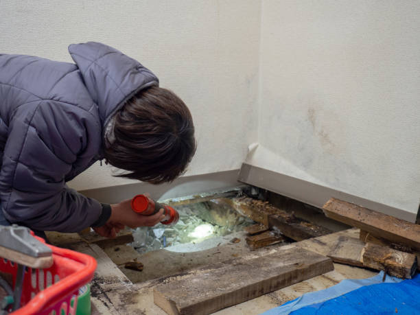  Wamego, KS Mold Removal Pros