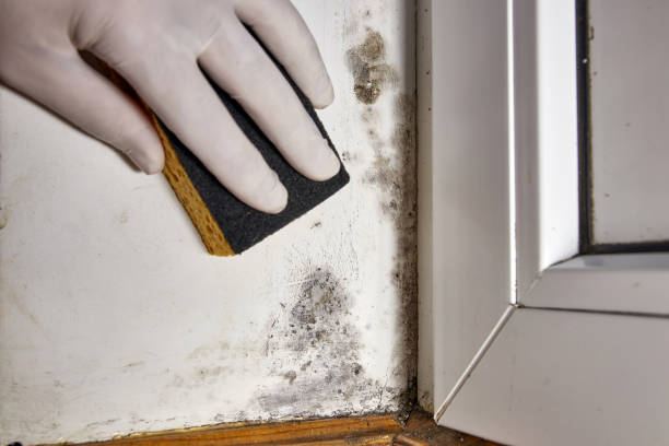 Dehumidification Services in Wamego, KS
